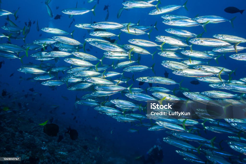 school of fish, group of tropical fish barracuda,caranx,snapper, school of fish, underwater tropical fishes, ocean life, Sardine Stock Photo