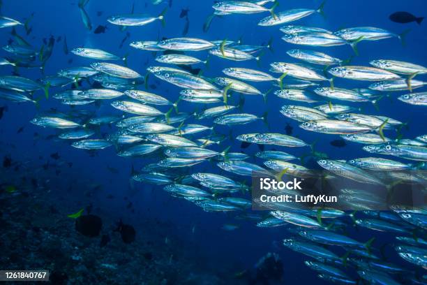 School Of Fish Group Of Tropical Fish Stock Photo - Download Image Now - Sardine, Tuna - Animal, Mackerel