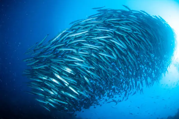 Photo of school of fish, group of tropical fish