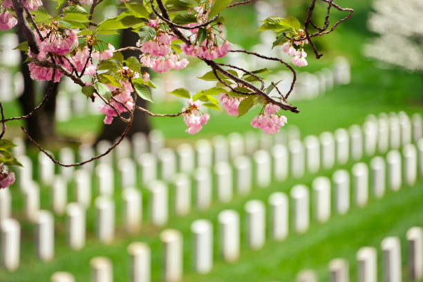 blooming tree - arlington virginia arlington national cemetery veteran cemetery imagens e fotografias de stock