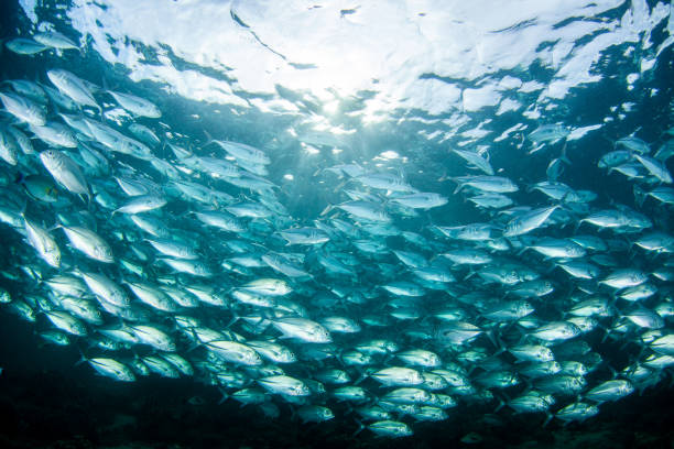 istock school of fish, group of tropical fish 1261841814