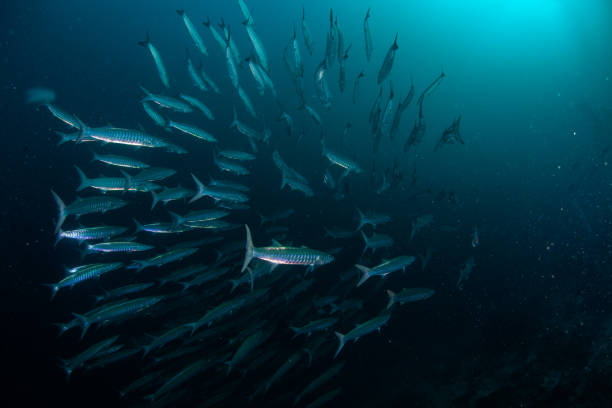 school of fish, group of tropical fish barracuda,caranx,snapper, school of fish, underwater tropical fishes, ocean life, sardine photos stock pictures, royalty-free photos & images
