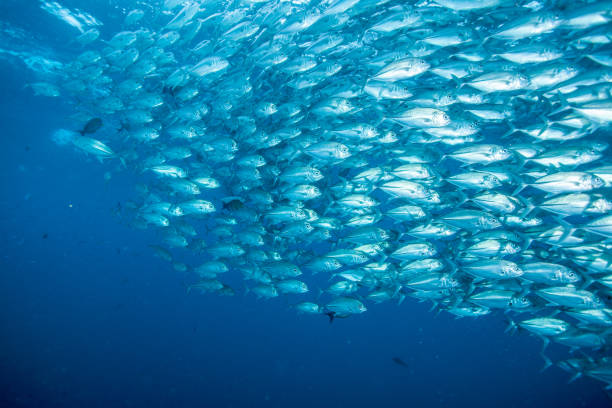istock school of fish, group of tropical fish 1261846107