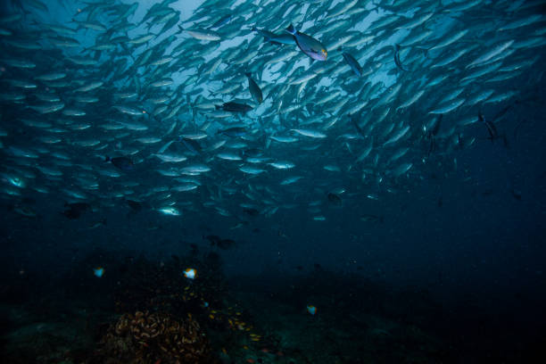 istock school of fish, group of tropical fish 1261848054