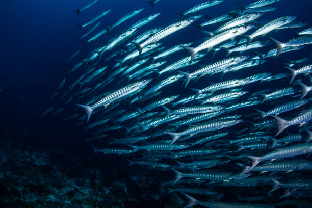 barracuda,caranx,snapper, school of fish, underwater tropical fishes, ocean life,