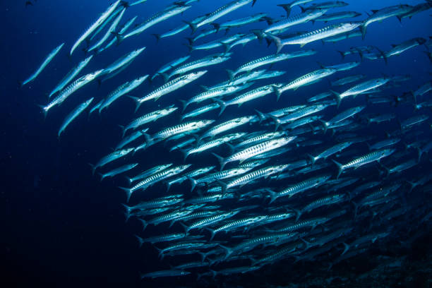 istock school of fish, group of tropical fish 1261851906