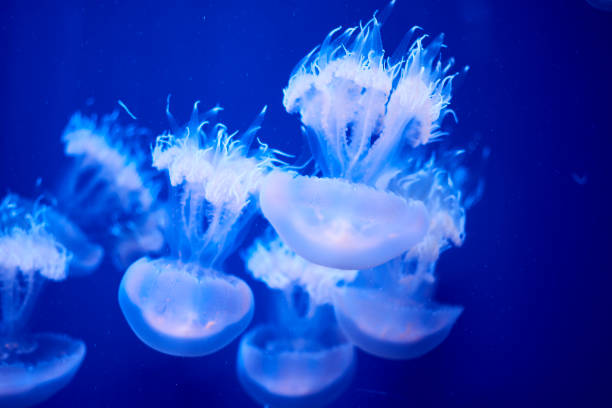istock Group of white jellyfish floating in the ocean 1261851920