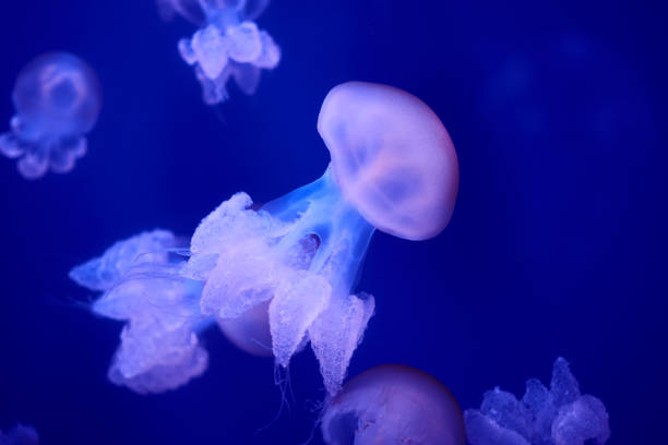 istock Group of white jellyfish floating in the ocean 1261852959