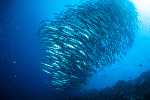 istock school of fish, group of tropical fish 1261853154