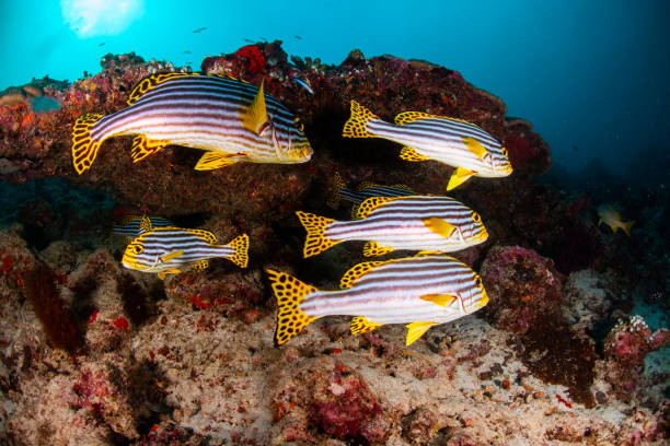 istock school of fish, group of tropical fish 1261854036