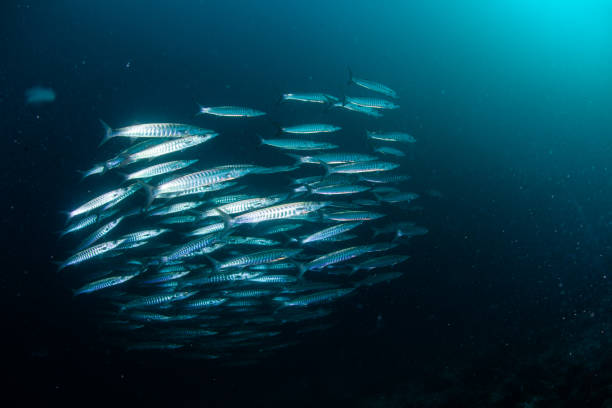 istock school of fish, group of tropical fish 1261854583