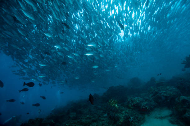 istock school of fish, group of tropical fish 1261856160