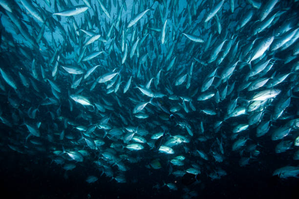 istock school of fish, group of tropical fish 1261856701