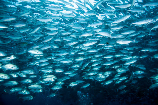 istock school of fish, group of tropical fish 1261857749