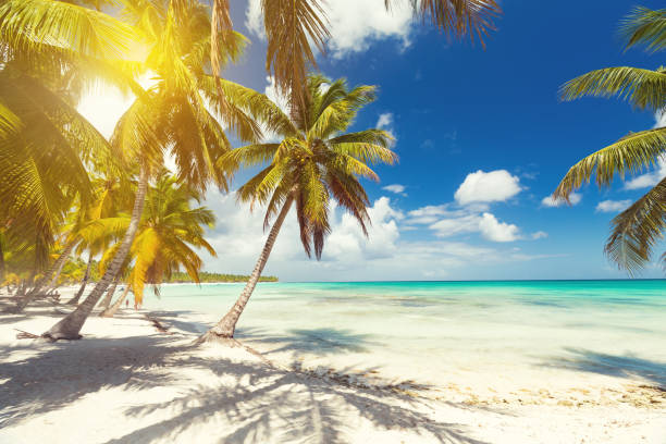 istock White sandy beach with sea and palms 1261872884