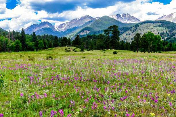 роки маунтин-спринг - rocky mountains panoramic colorado mountain стоковые фото и изображения