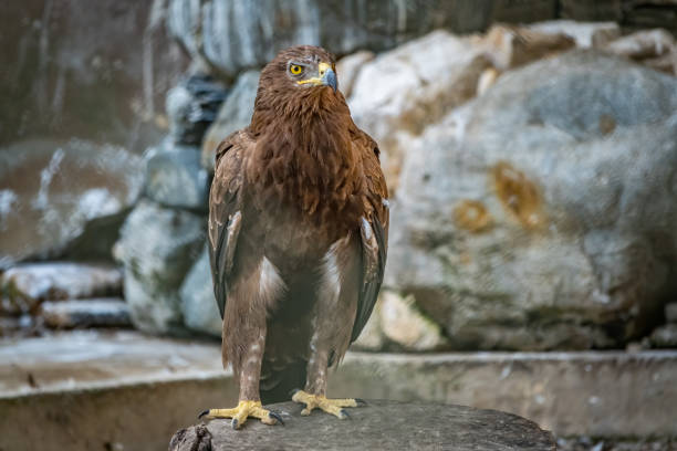 The bird of prey, Steppe Eagle proudly sits in the aviary. Aquila nipalensis The bird of prey, Steppe Eagle proudly sits in the aviary and looks closely. Aquila nipalensis steppe eagle aquila nipalensis detail of eagles head stock pictures, royalty-free photos & images