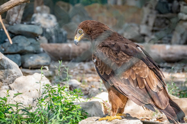 The bird of prey, Steppe Eagle proudly sits in the aviary. Aquila nipalensis The bird of prey, Steppe Eagle proudly sits in the aviary and looks closely. Aquila nipalensis steppe eagle aquila nipalensis detail of eagles head stock pictures, royalty-free photos & images