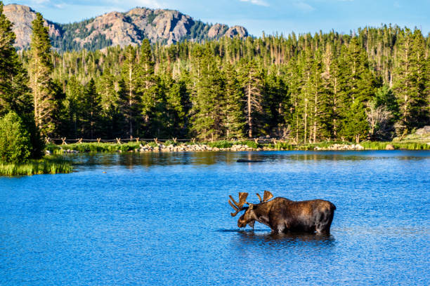 magia del lago sprague - rocky mountain national park foto e immagini stock