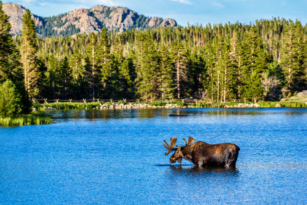 Sprague Lake Magic Bull Moose, Rocky Mountain National Park, Colorado rocky mountain national park photos stock pictures, royalty-free photos & images