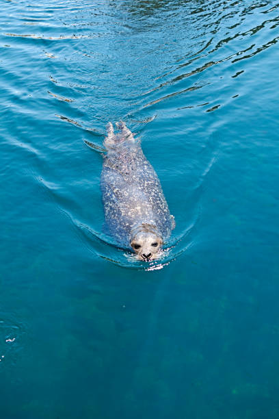 istock Common seal swimming across the water surface 1261915451