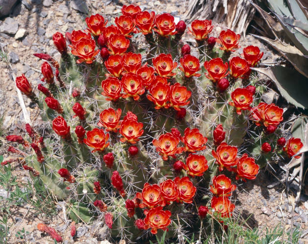 istock Buttercup Cactus in the Desert  - 2 1261929222
