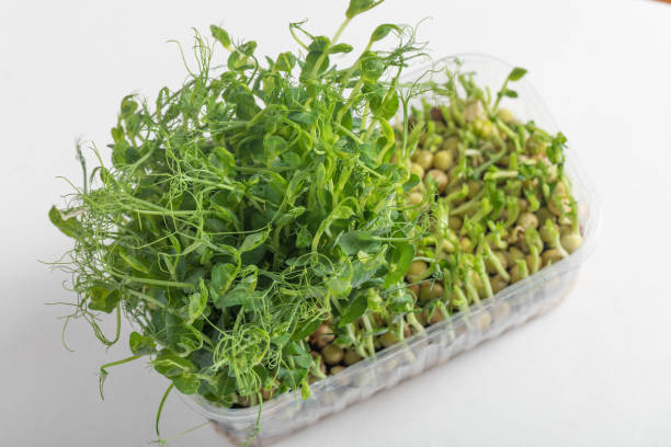 istock Veganism. Healthy Eating. Microgreen peas in tray. 1261935146