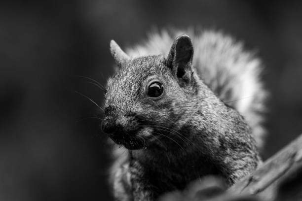 istock Monochromatic portrait of a squirrel 1261938947