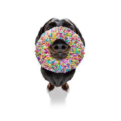 silly dumb crazy  dog with a donut in its face looking funny , isolated on white background