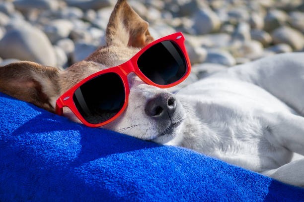 istock dog siesta on towel with umbrella and cocktail 1261939972