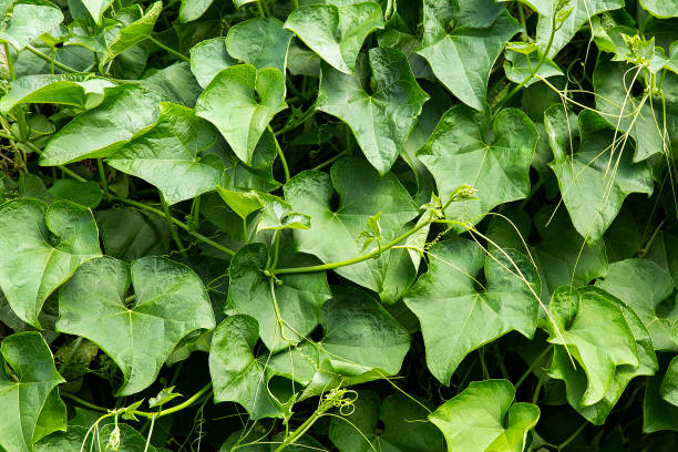 istock Organic Sechium edule plant in the field 1261941875