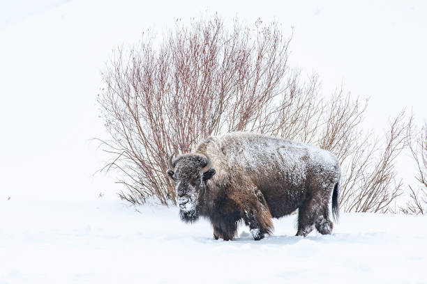 istock Bison makes his way after extreme blizzard conditions 1261941969