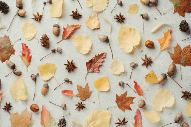 istock Fall pattern of dry leaves, pine cones and acorns 1261942001