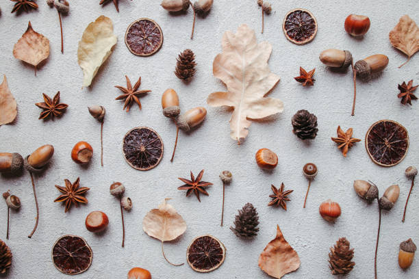 istock Fall pattern of dry leaves, pine cones and acorns 1261942050