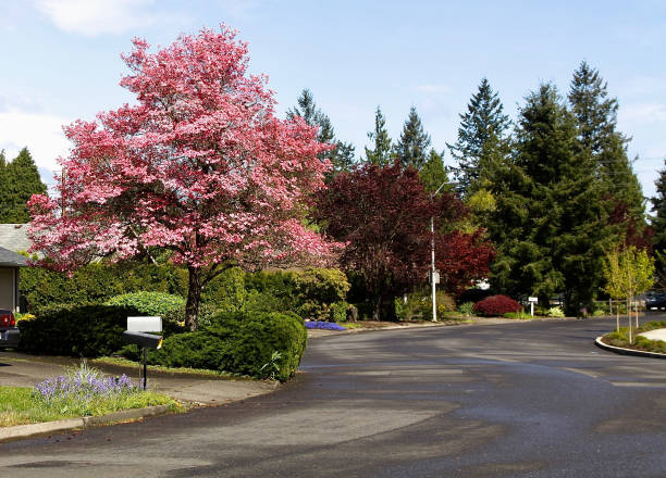 Residential street of Vancouver WA in the springtime with trees in blossom