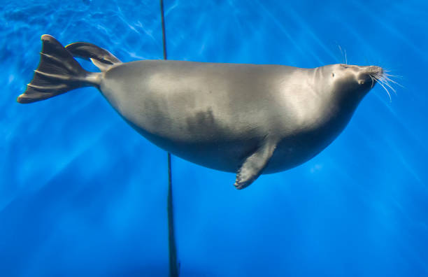 Baikal seal is swimming underwater