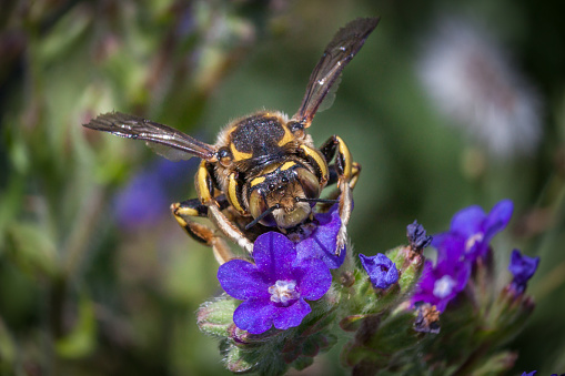 Cotton bee, (Anthidium florentinum), Megachilidae. European wool carder bees.