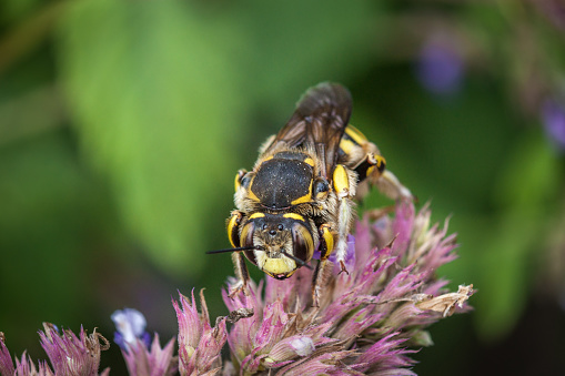 Cotton bee, (Anthidium florentinum), Megachilidae. European wool carder bees.