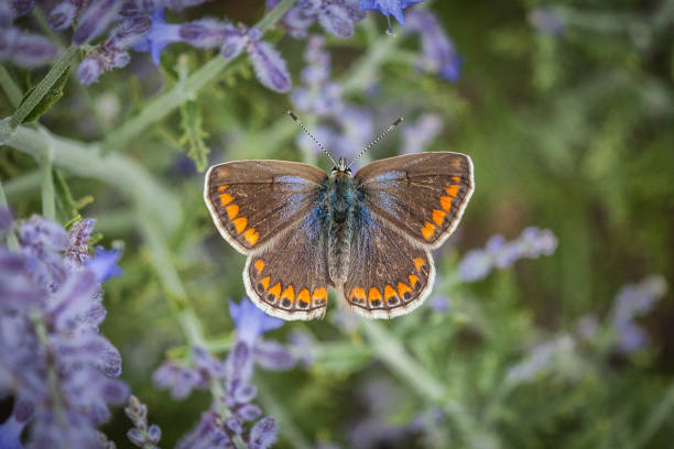 Beaiful blue bBeaiful silver-studded blue butterfly on yellow flowerutterfly on yellow flower, Copuspece.Beauty in nature,
