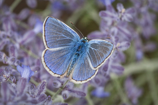 A male blue Argus forages a flower.
