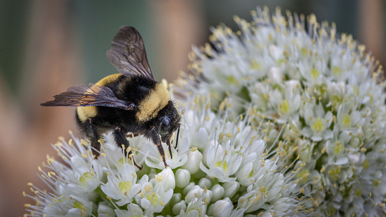 two bees collecting nectar on a yellow flower in the sun. macro photograph of insect fauna in horizontal position. copy space.