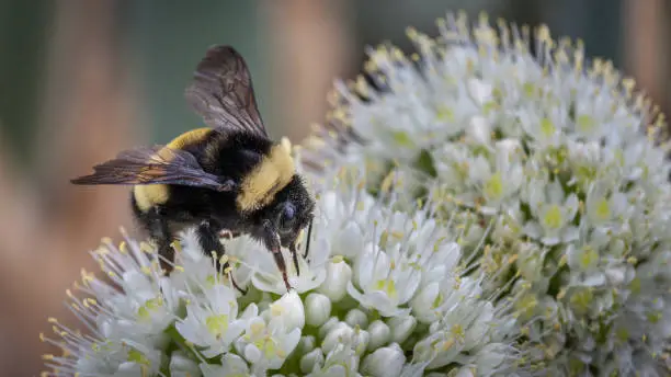A bumblebee forages a flower.
