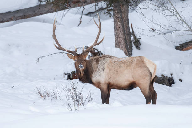 istock Bull elk looking at camera in winter snow 1261965041