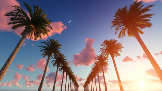 Driving through the palm trees