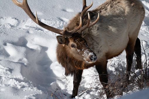 Yellowstone Park bull Elk