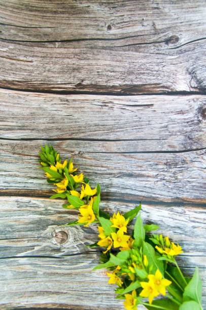 istock Background with fresh spring yellow flowers on grey wooden planks. Selective focus. 1261977029