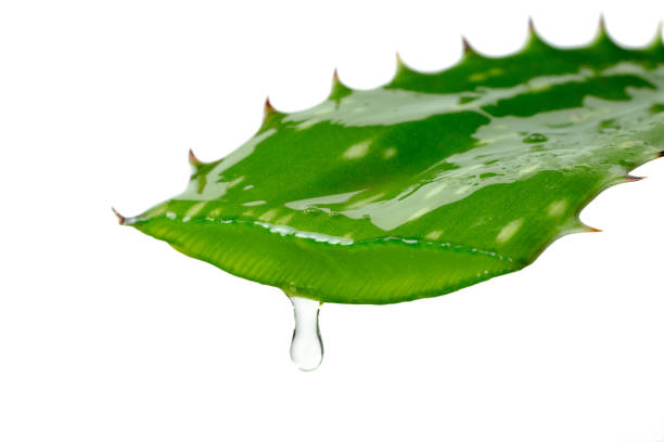istock Drop of juice falling from an aloe vera leaf isolated on a white background. 1261983845