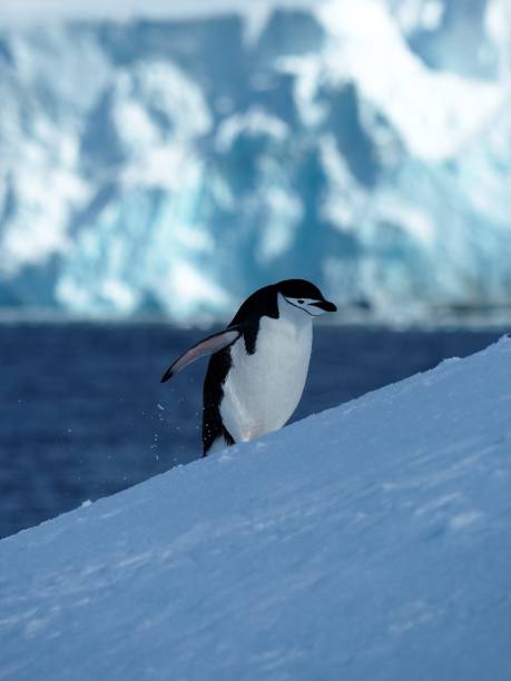 istock Chinstrap penguin climbing snowbank 1261991585