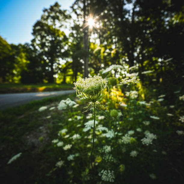 Queen Ann's Lace Queen Ann's Lace with sun beams shining through trees in Davenport, Iowa davenport iowa stock pictures, royalty-free photos & images