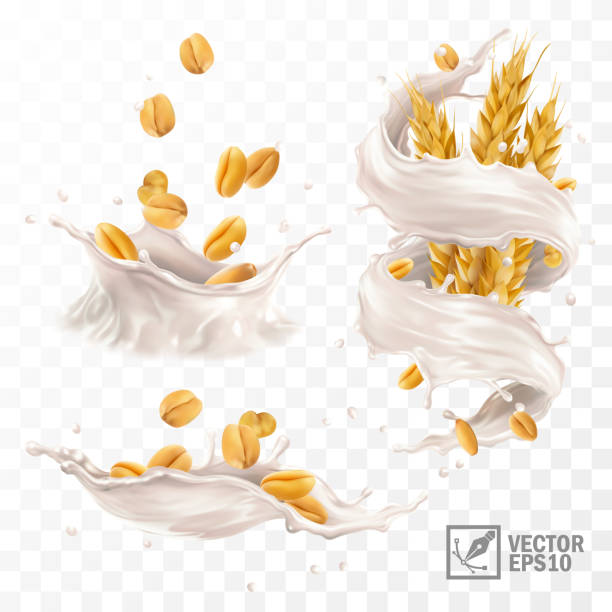 3d realistic vector splash of milk or yogurt with wheat grains and ears 3d realistic vector splash of milk or yogurt with wheat grains oat wheat oatmeal cereal plant stock illustrations